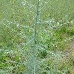 Centaurea stoebe Levél