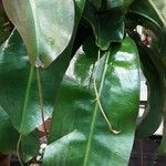 Nepenthes mirabilis Leaf