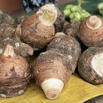 Colocasia esculenta Kora