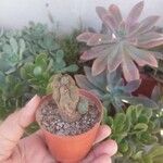 Lophophora williamsiiЛист