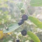 Phyllanthus reticulatus Fruit