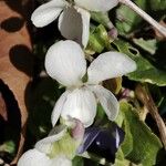 Viola alba Flower