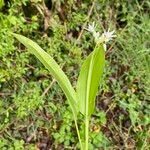 Allium ursinum Habit