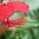 Hibiscus schizopetalus Flors