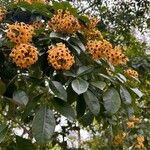 Pterocarpus rohrii Flower