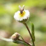 Conyza laevigata Çiçek