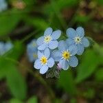 Myosotis latifolia 花