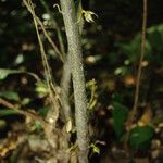 Neostenanthera neurosericea Bark