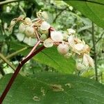 Begonia multinervia