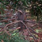 Sequoiadendron giganteum Schors