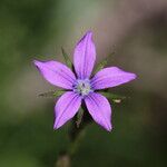 Triodanis perfoliata Blomma