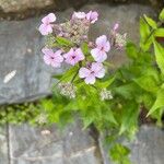 Hesperis matronalis花