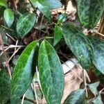 Aeschynanthus longicaulis Leaf