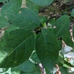 Staphylea trifolia Leaf