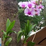 Dendrobium bigibbum Habit