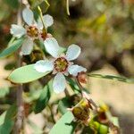 Leptospermum laevigatum Fula