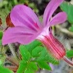 Geranium robertianum Flower
