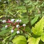 Actaea pachypoda Frutto