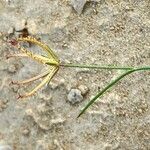 Koelpinia linearis Fruit