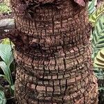 Livistona speciosa Corteza