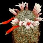 Cochemiea albicans Flower