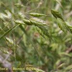 Bromus commutatus Fruit