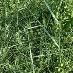 Elymus pungens Leaf