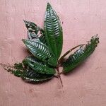 Miconia ruficalyx Leaf