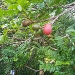 Spondias purpurea Fruit