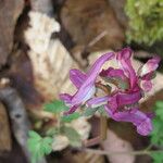 Corydalis solida Λουλούδι
