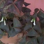 Oxalis triangularisLeaf