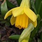 Narcissus minor Flower