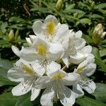 Rhododendron maximum Кветка