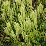 Lycopodium × zeilleri Elinympäristö