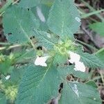 Galeopsis tetrahit Blomst