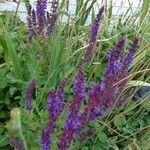 Salvia nemorosa Квітка