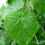 Abutilon exstipulare Leaf