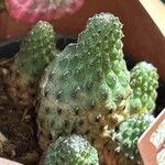 Rebutia canigueraliiFeuille