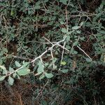 Ceanothus cordulatus Habitat