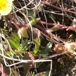 Potentilla heptaphylla पत्ता