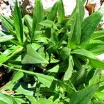 Gentianella crassicaulis Hoja