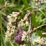 Luzula alpinopilosa Flower