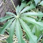 Manihot grahamii Leaf