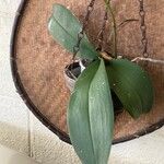 Phalaenopsis × singuliflora Leaf