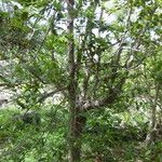 Cassine orientalis Tervik taim