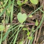 Ranunculus ophioglossifolius Leaf