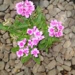 Verbena bonariensisफूल