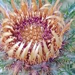 Carlina vulgaris Blomst