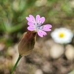 Petrorhagia dubia Květ