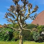 Fraxinus excelsior Kora